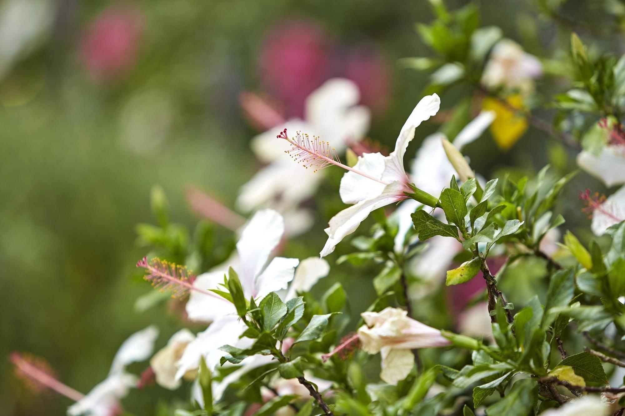 Фото Best Western Posada Royale Hotel & Suites