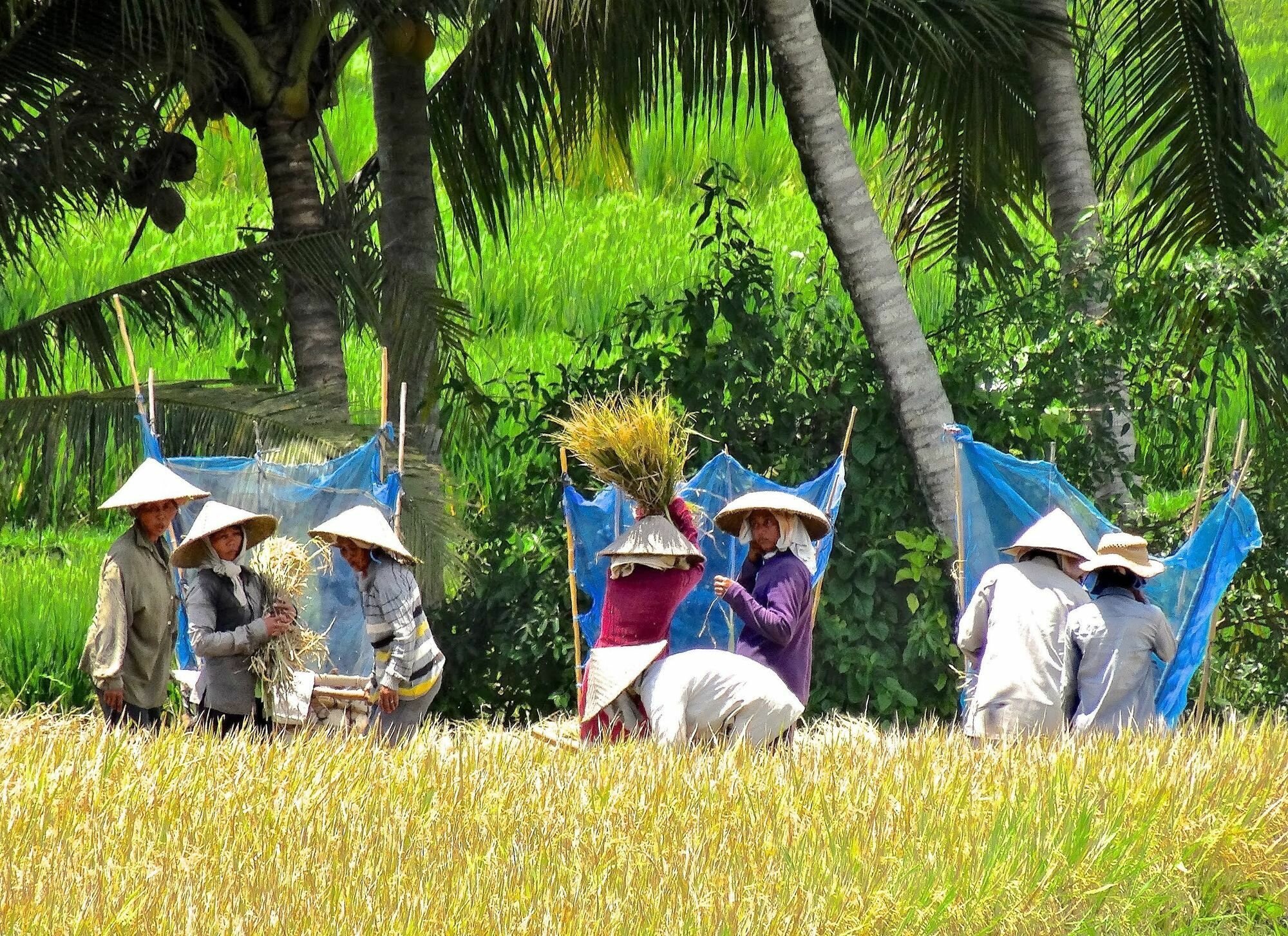 Фото Lodtunduh Sari