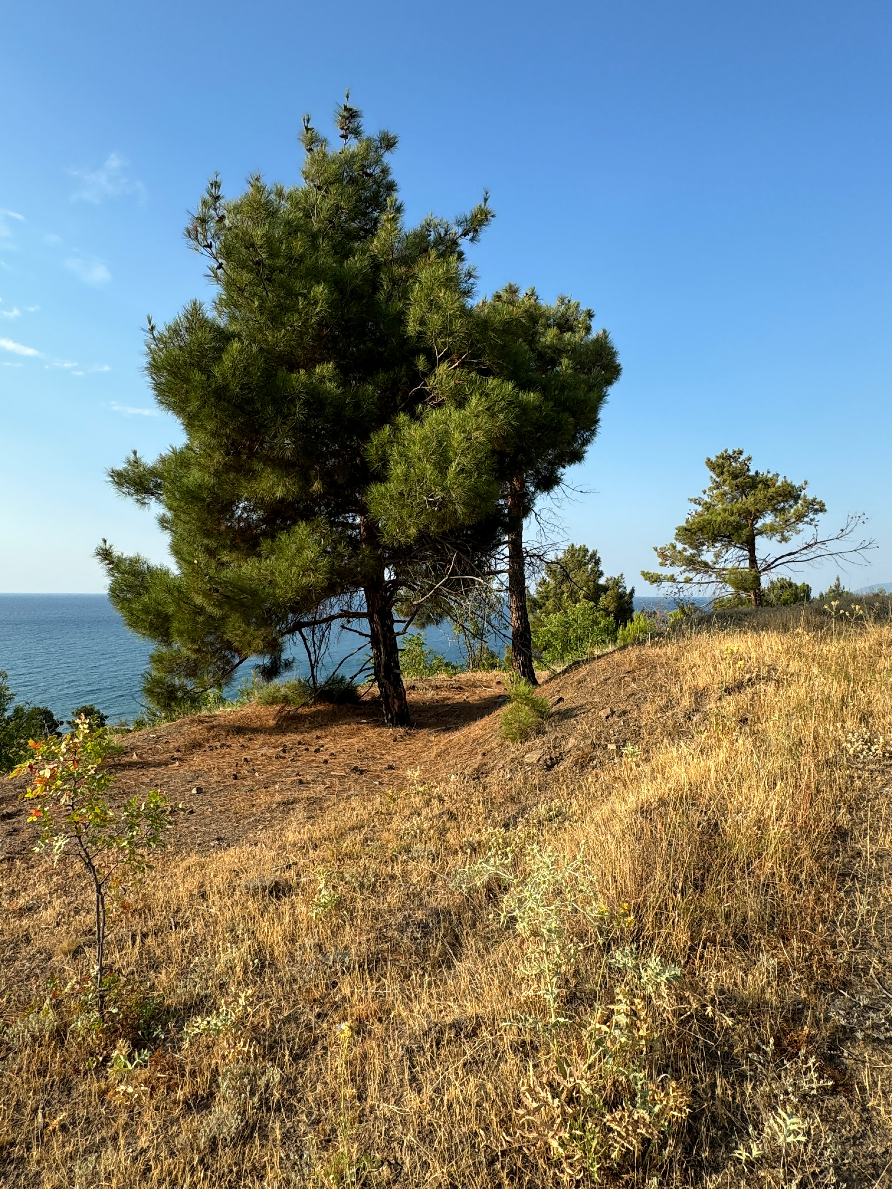 Фото Видовой