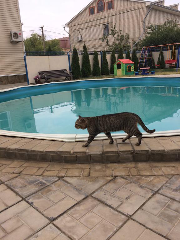 Фото Дельфин