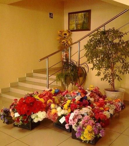 Фото Березка