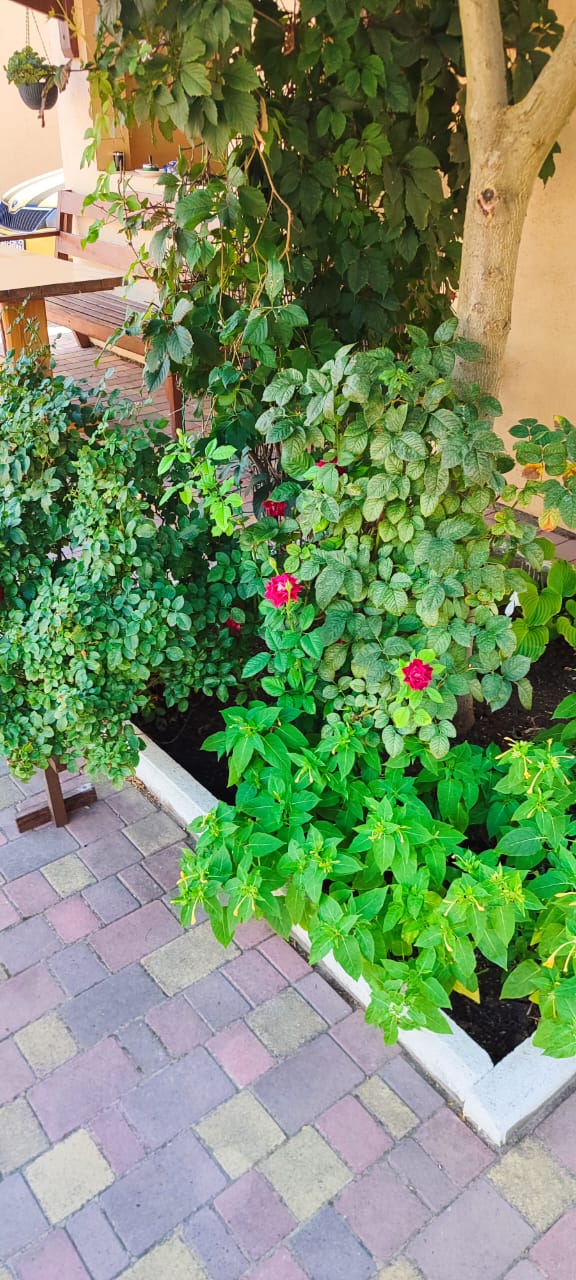 Фото Семейный дворик