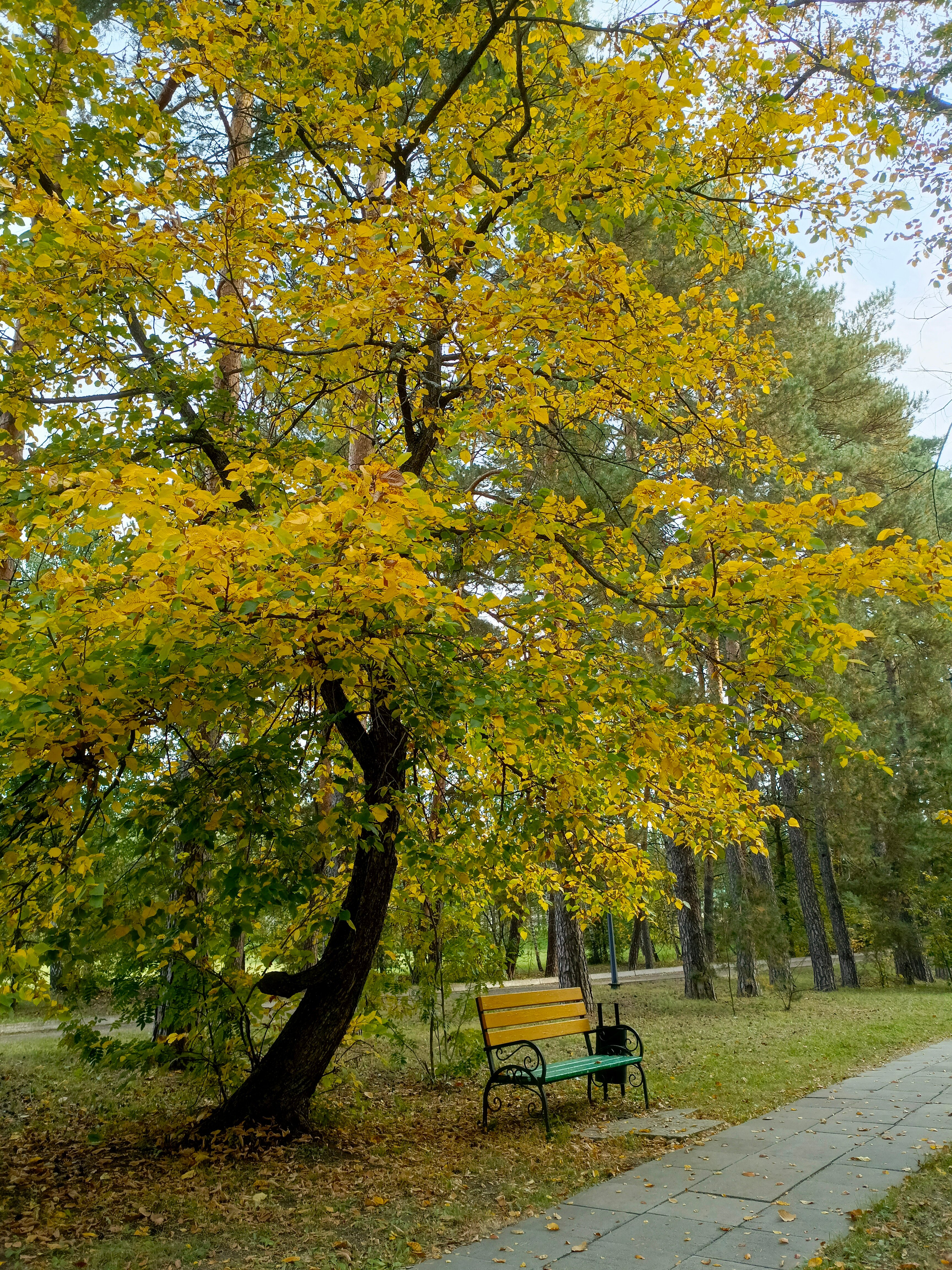 Фото Ромашкино