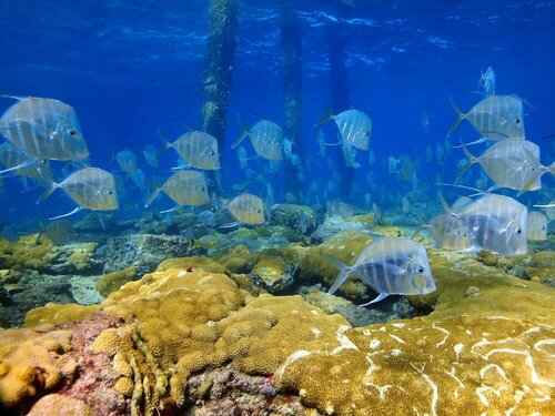 Внешний вид отеля Blue Seas Courtyard в Лодердейл-бай-зе-Си, фото 3