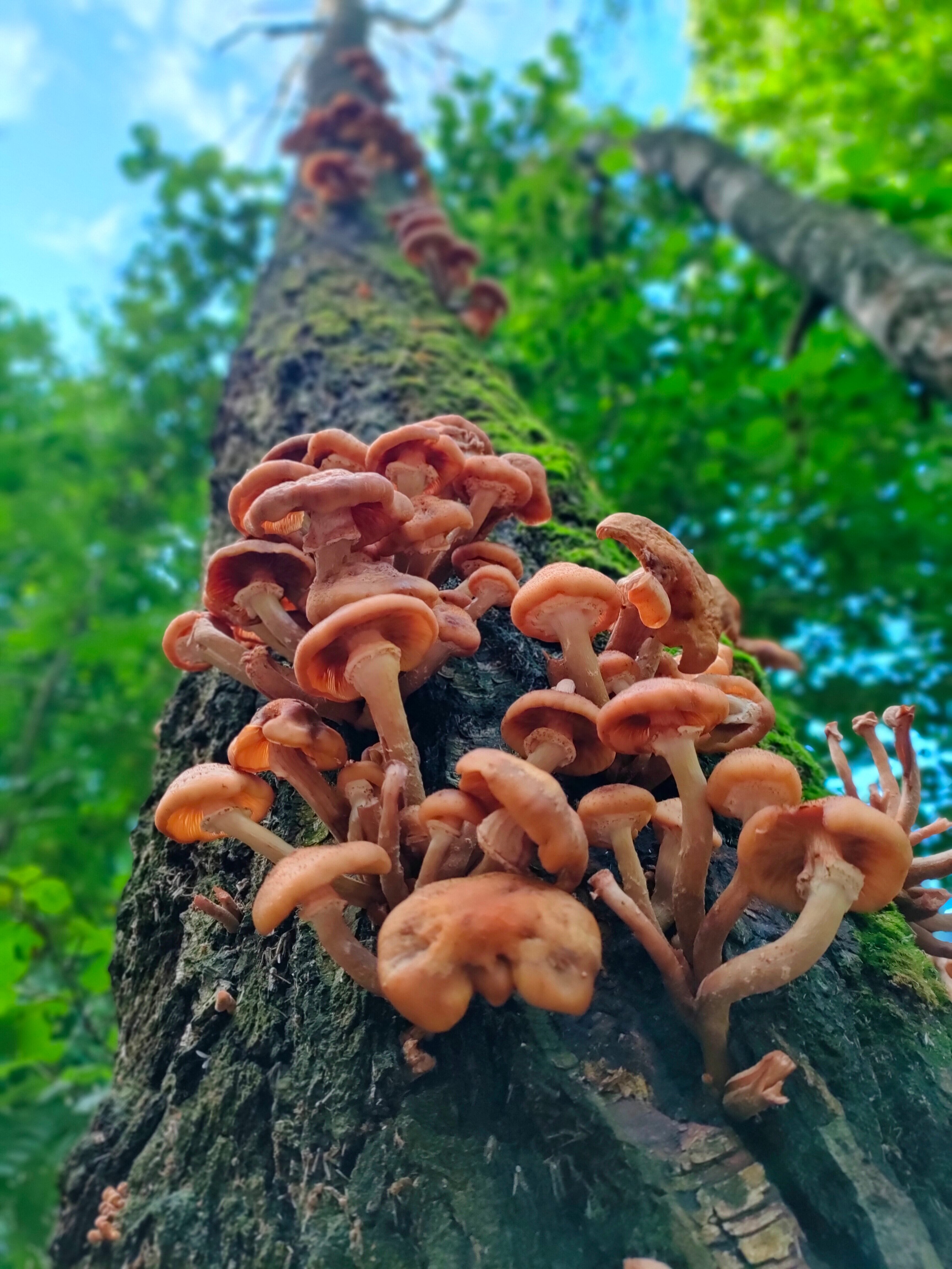 Фото Комарово