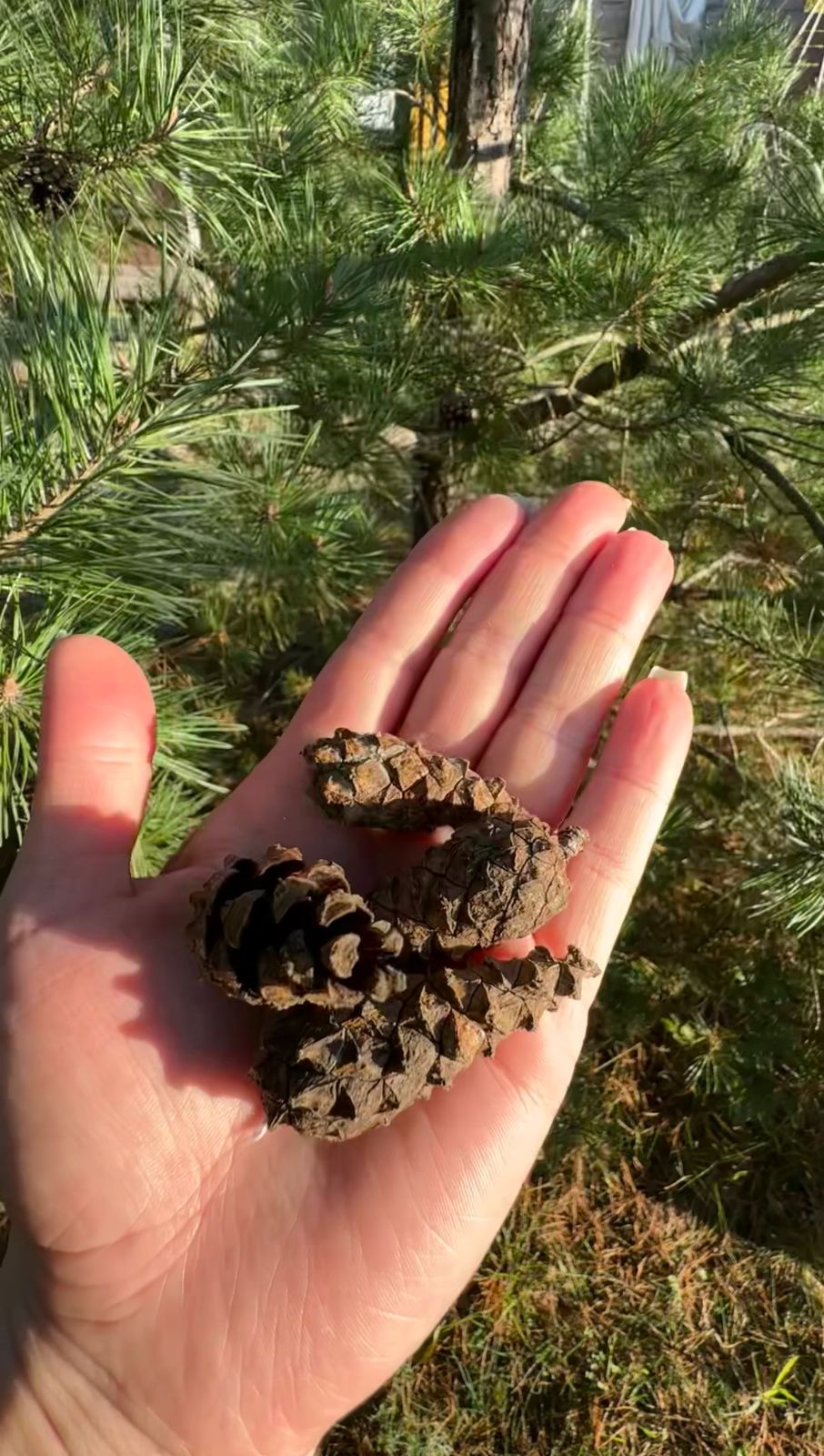 Фото Бунгало 39