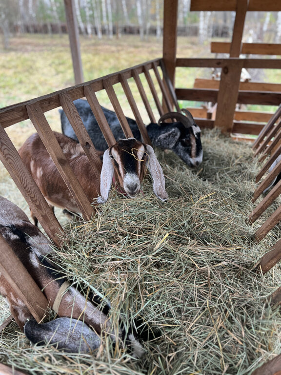 Фото Козы да Березы