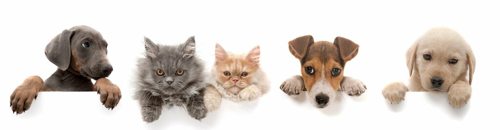 Veterinary clinic Hopyap Veteriner Kliniği, Izmir, photo