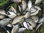 Vse dlya rybalki, magazin (prospekt Kurchatova, 3), fishing gear and supplies