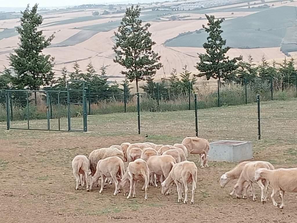 University Tekirdag Namik Kemal University Faculty of Agriculture, Suleymanpasa, photo