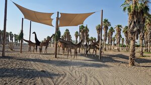 Sharjah Safari (Al Bardi, Al Yafar, Dhaid, Sharjah), zoo