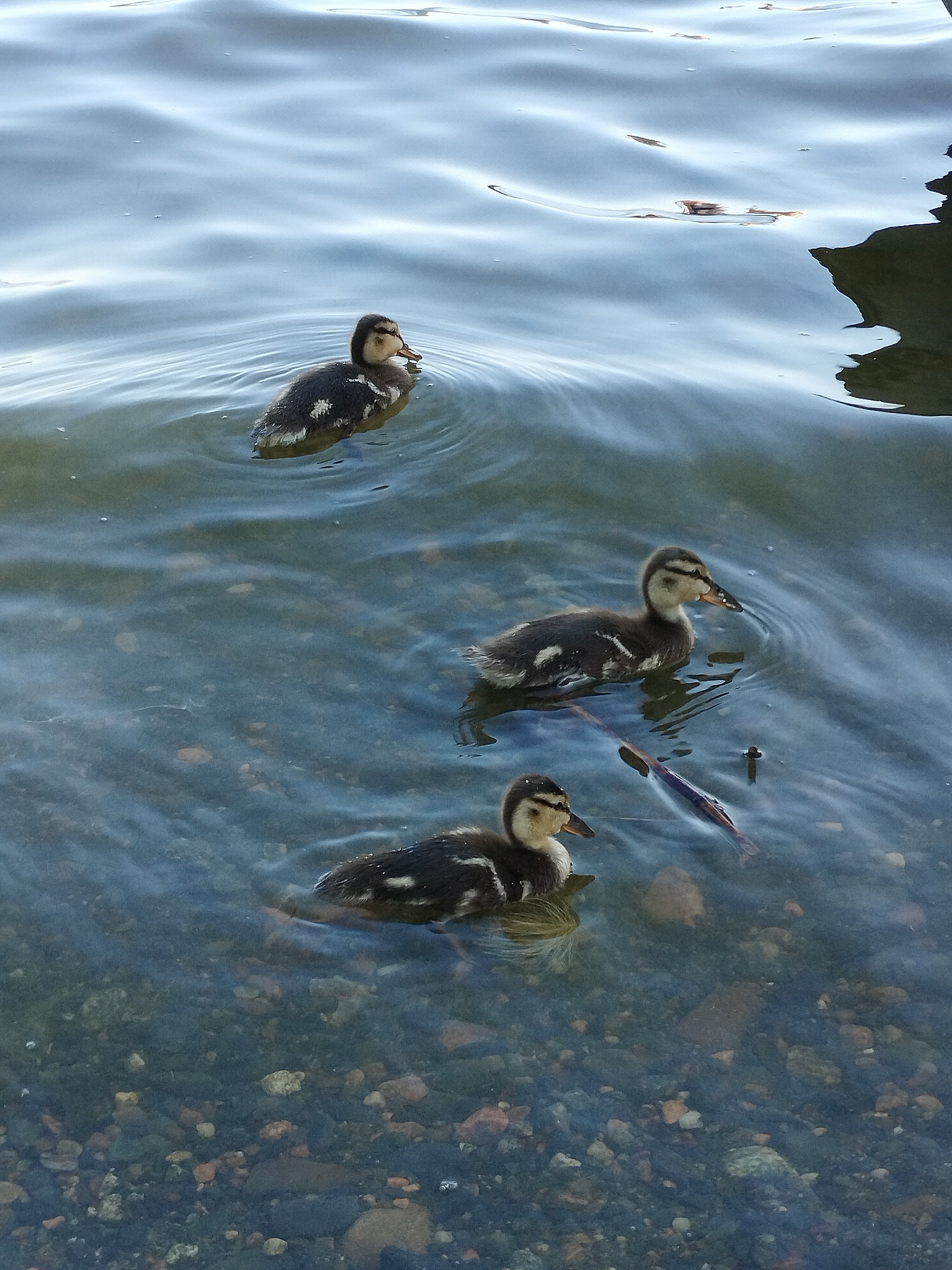 Фото Хуторок у Сан Саныча