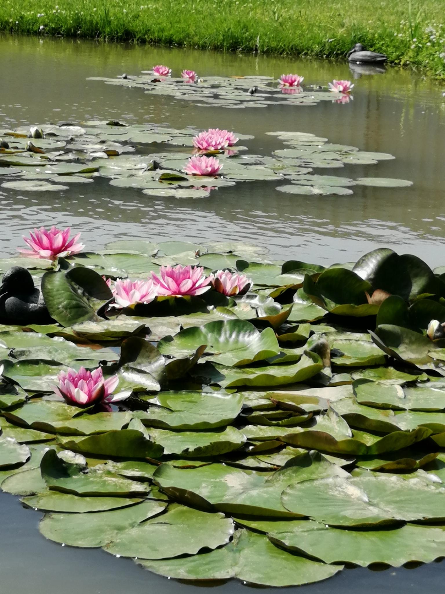 Фото Усадьба Королевич