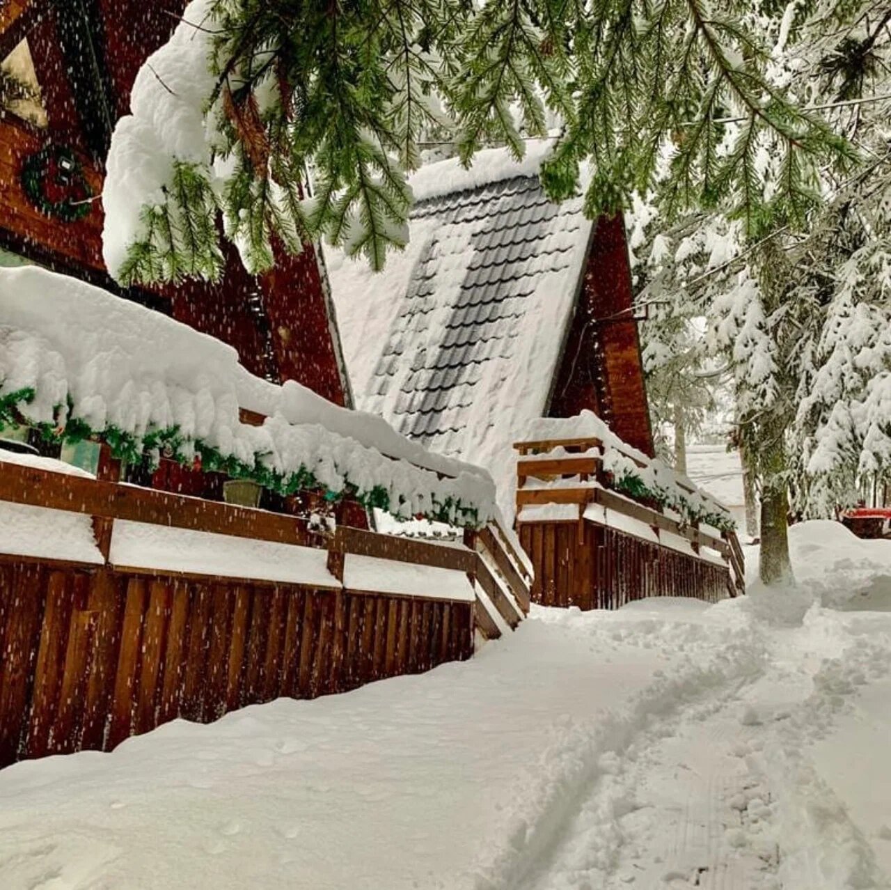 Фото Ёлки House