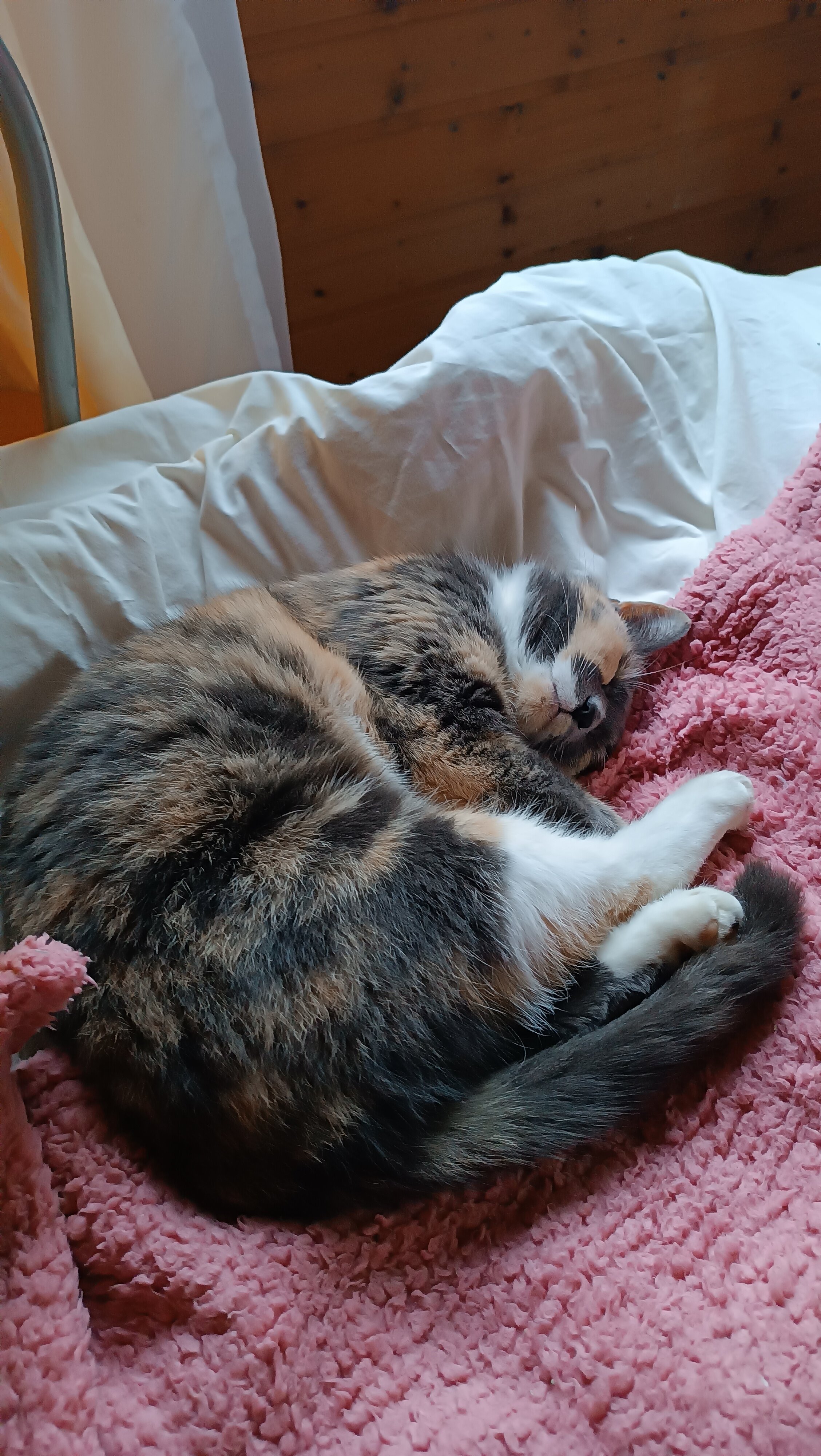 Фото Дункан