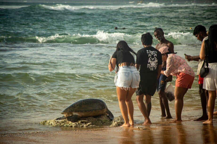 Фото Curry Bowl Restaurant & Turtles Rest