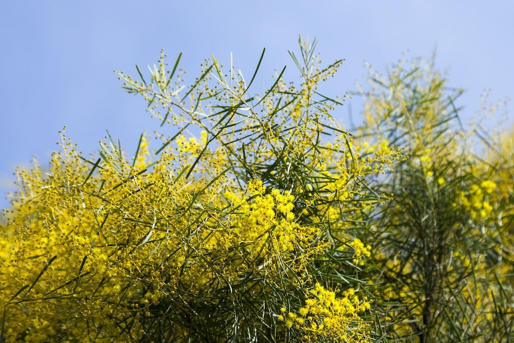 Фото Park Avenue - Forest Hill