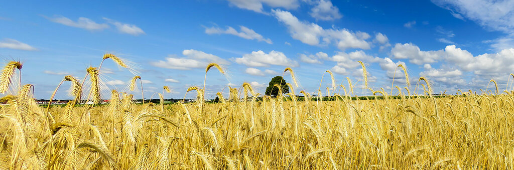 Fertilizers Bagbanlar Organic, Izmir, photo