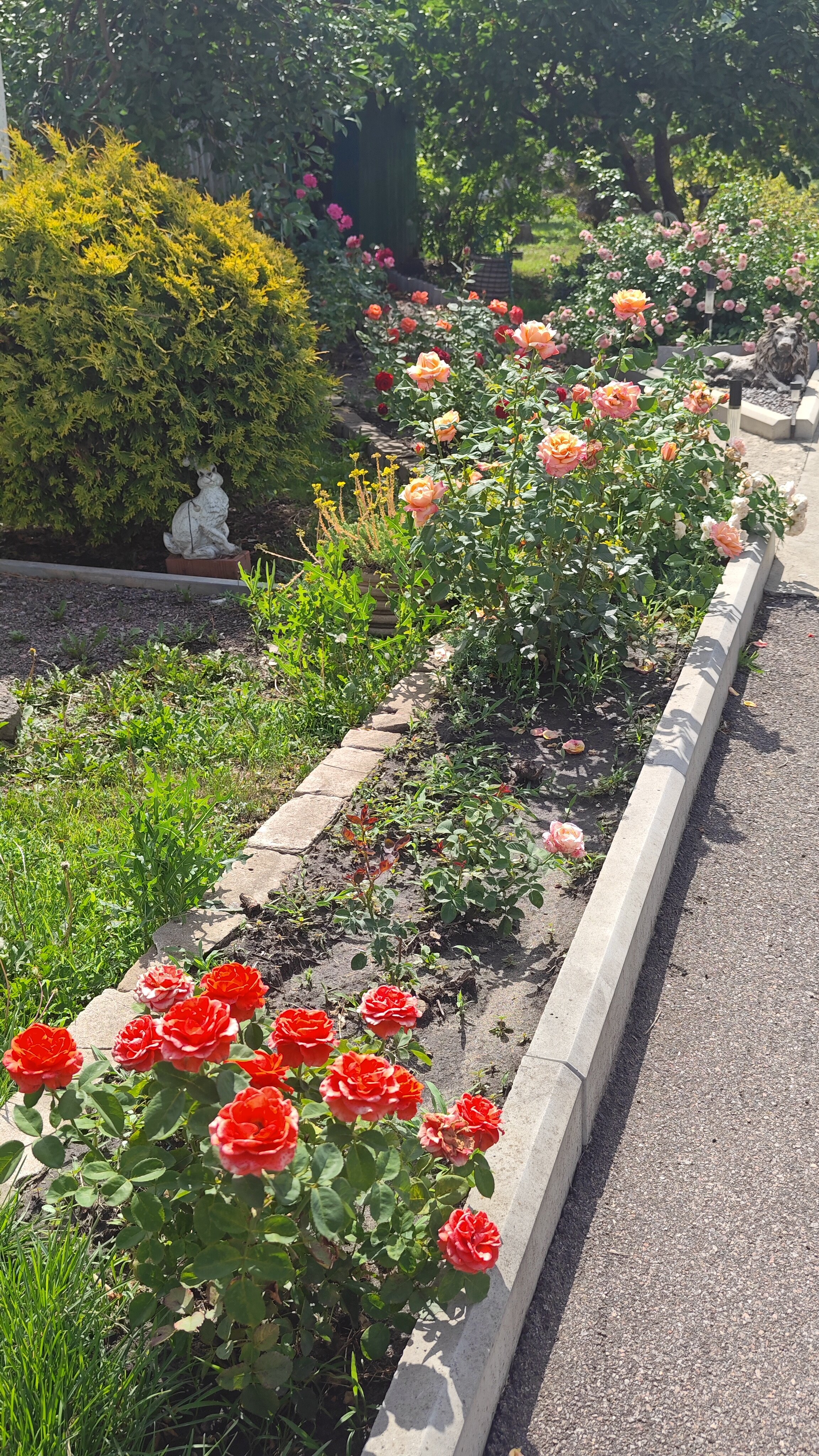 Фото Ивушка