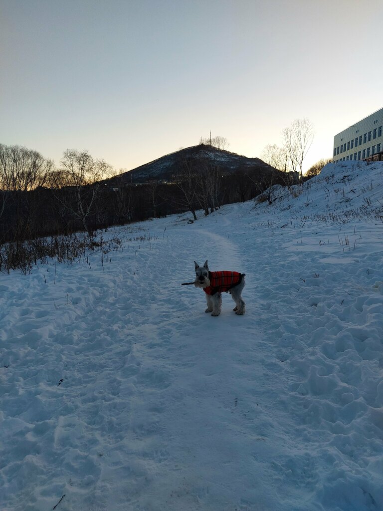 Парк культуры и отдыха городской парк Совхозный ручей, Петропавловск‑Камчатский, фото