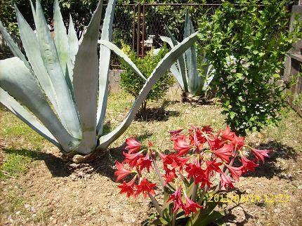 Фото Apartments Filip