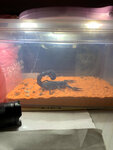 Sw (Pobedy Boulevard, 51), tienda de animales