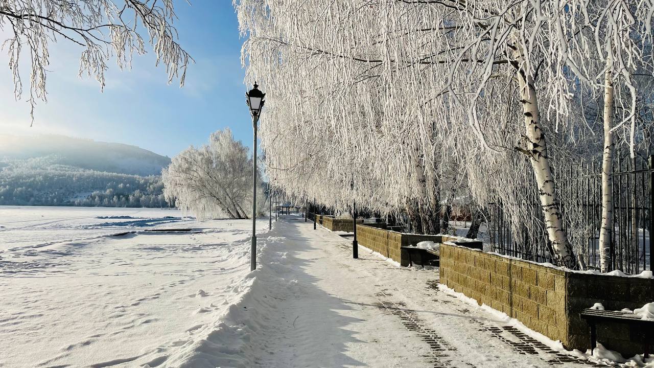 Фото Берёзки