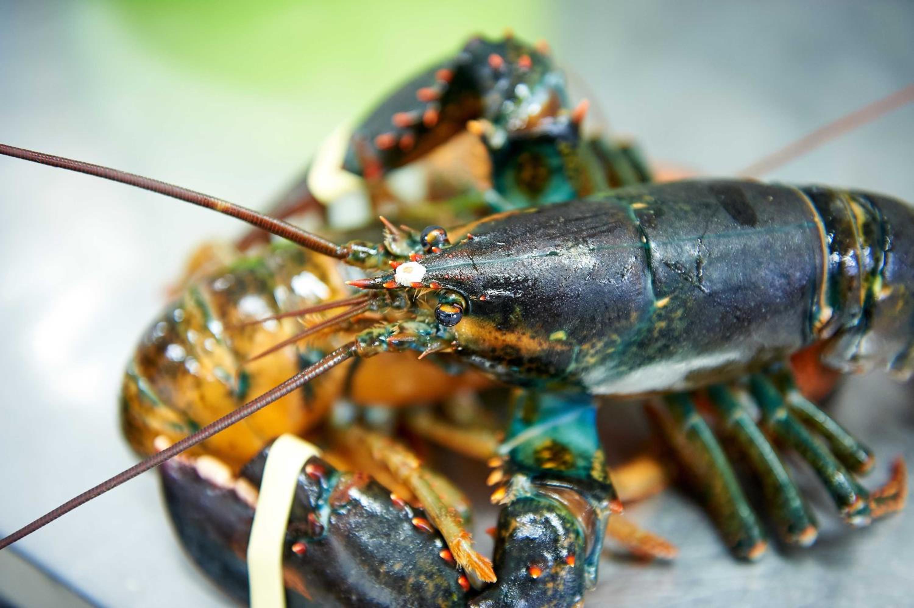 Фото Hotel Corallo