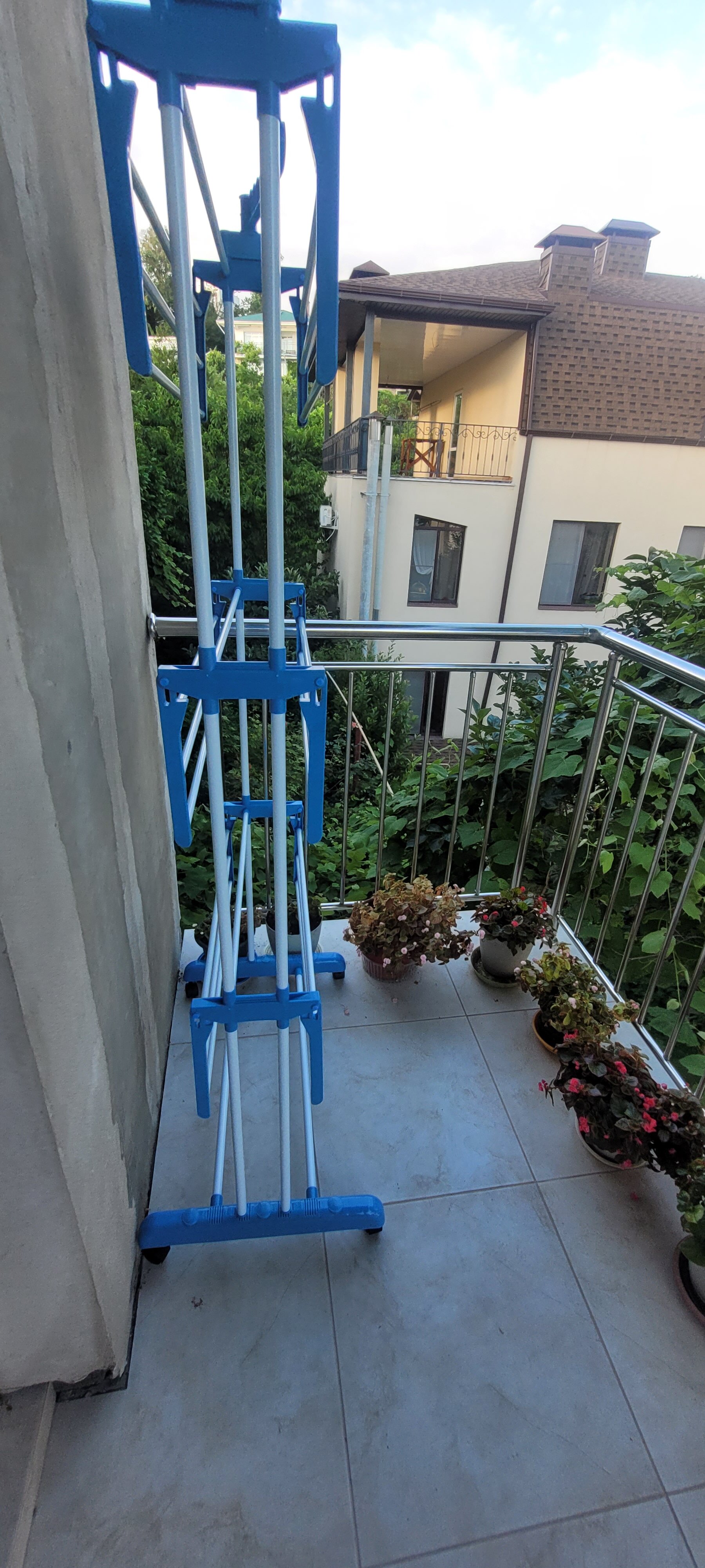 Фото Горный кедр