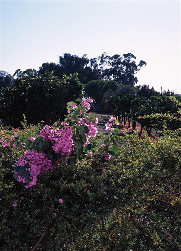 Фото Quinta da Praia das Fontes
