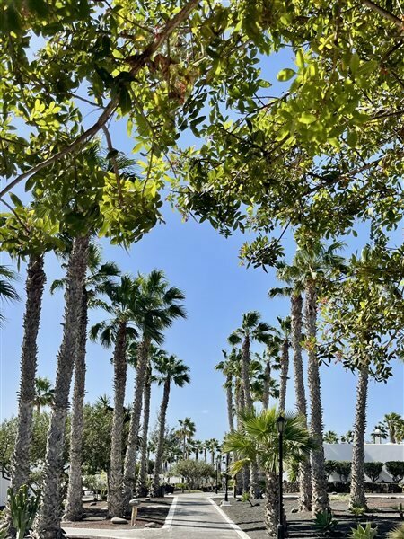 Фото Palmeras Garden