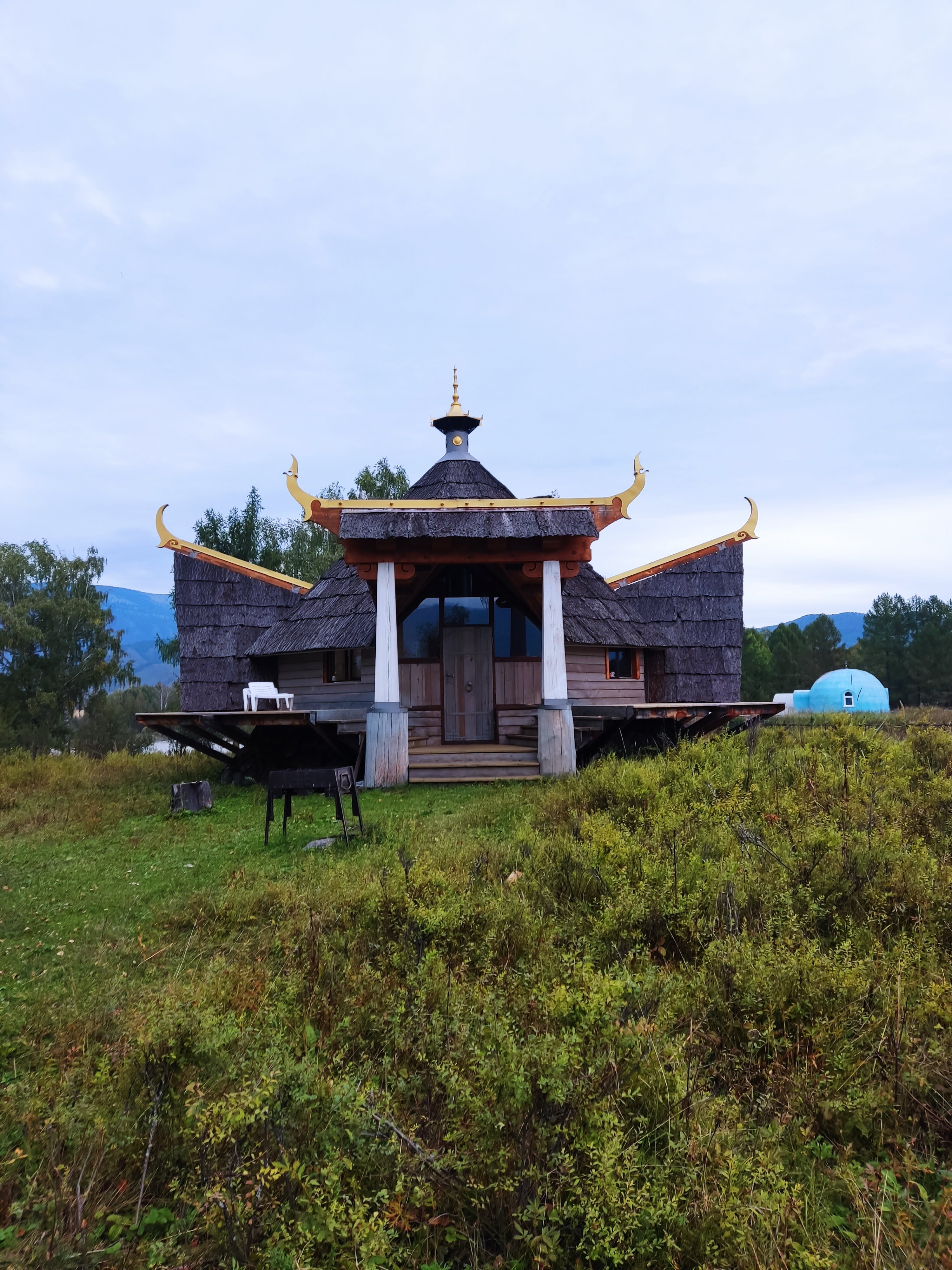 Фото Медуница