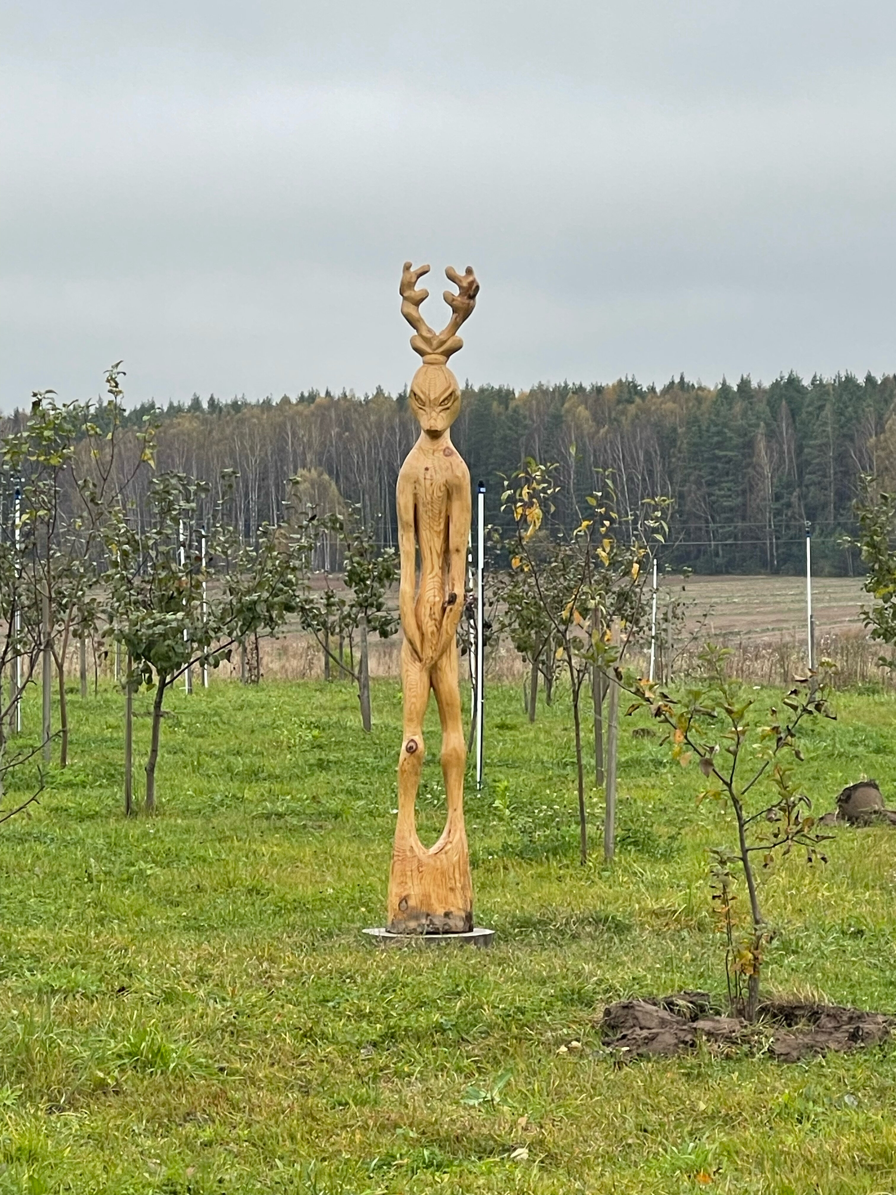 Фото Романов лес