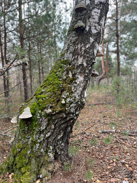 Фото Козы да Березы