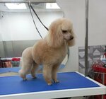 Na_zatonnoy (Zatonnaya Street, 11к2А), salón de mascota, peluquería de animales