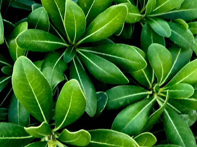 Industrial enterprise Soplant, Bursa, photo