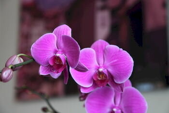 Фото Icone Hotel