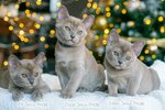 Sirius Pride (Urban-Type Settlement of Sirius, Voskresenskaya Street, 14/1), animal nursery