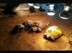Reptiles rescue center (derevnya Verkhnyaya Koloniya, Solnechnaya ulitsa, 2), animal shelter