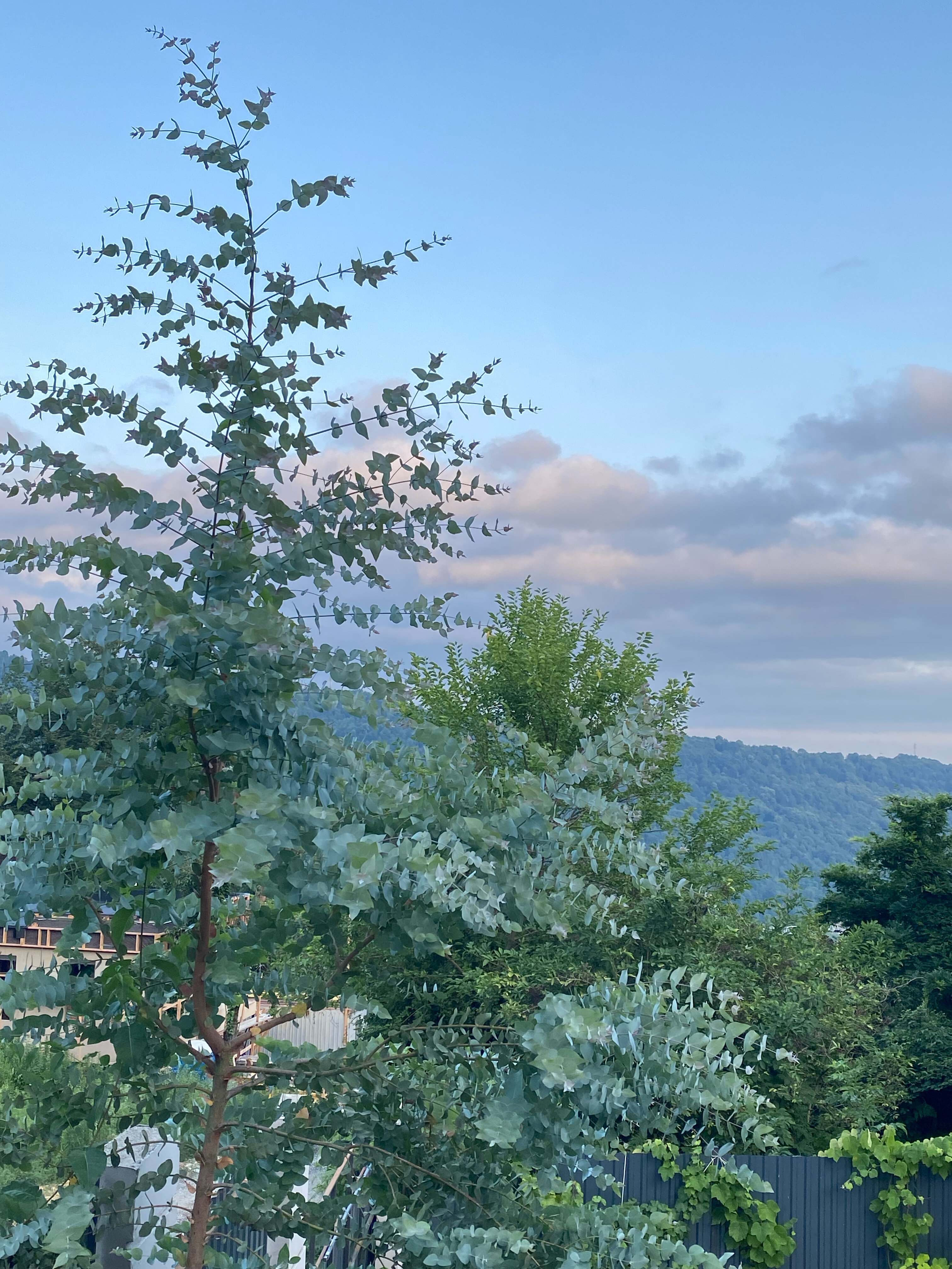 Фото Wow Home Gorny Eucalypt