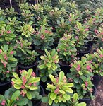 Al Gusn Al Akhadar Growing & Plants Trees (Warsan 3, Mushraif, Dubai), plant nursery