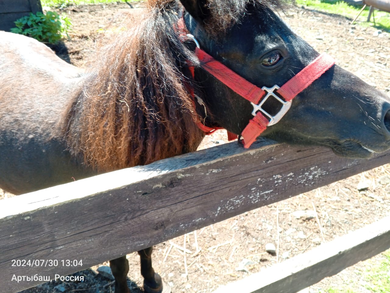 Фото Кедровый берег