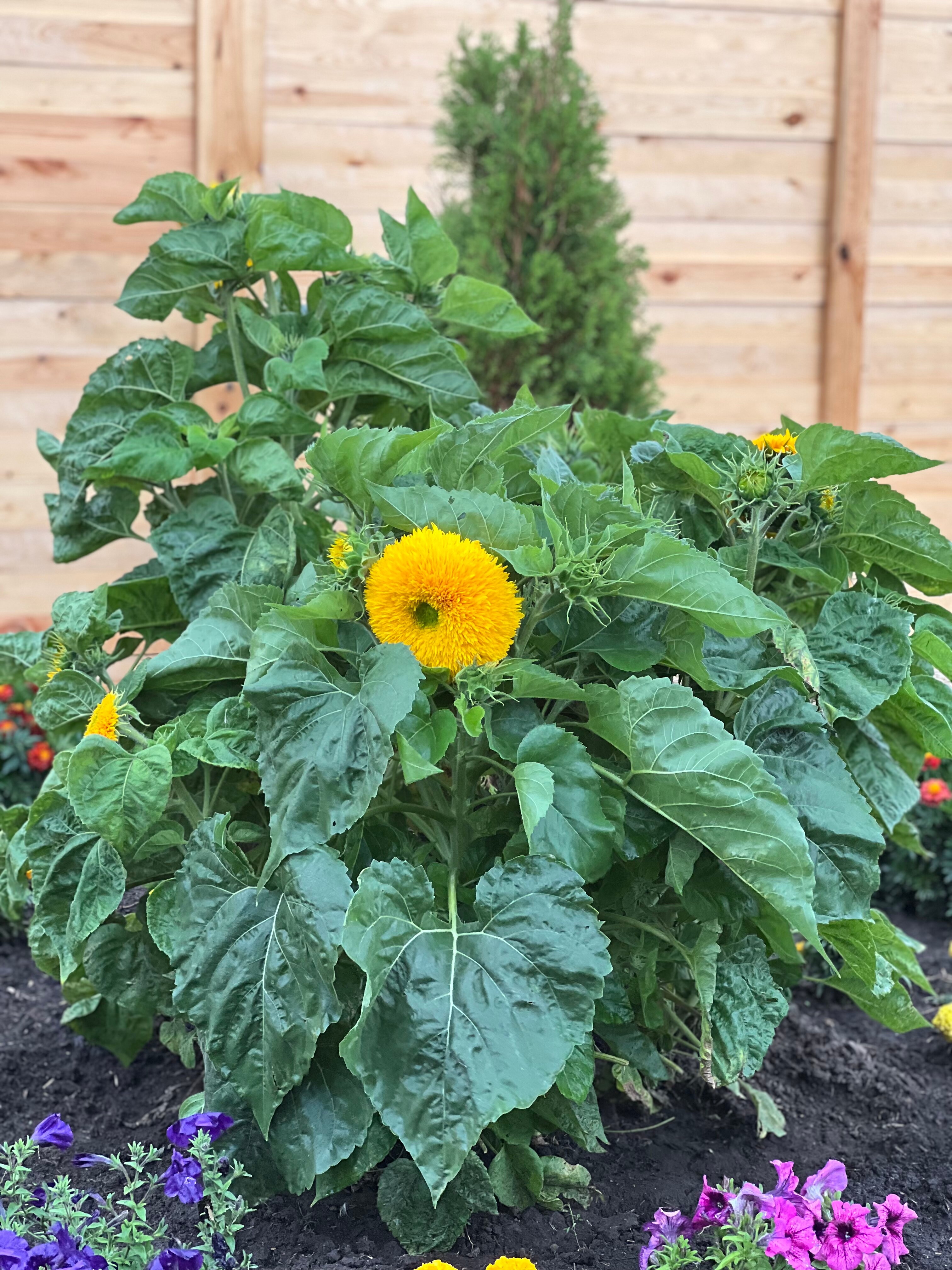 Фото Сафари