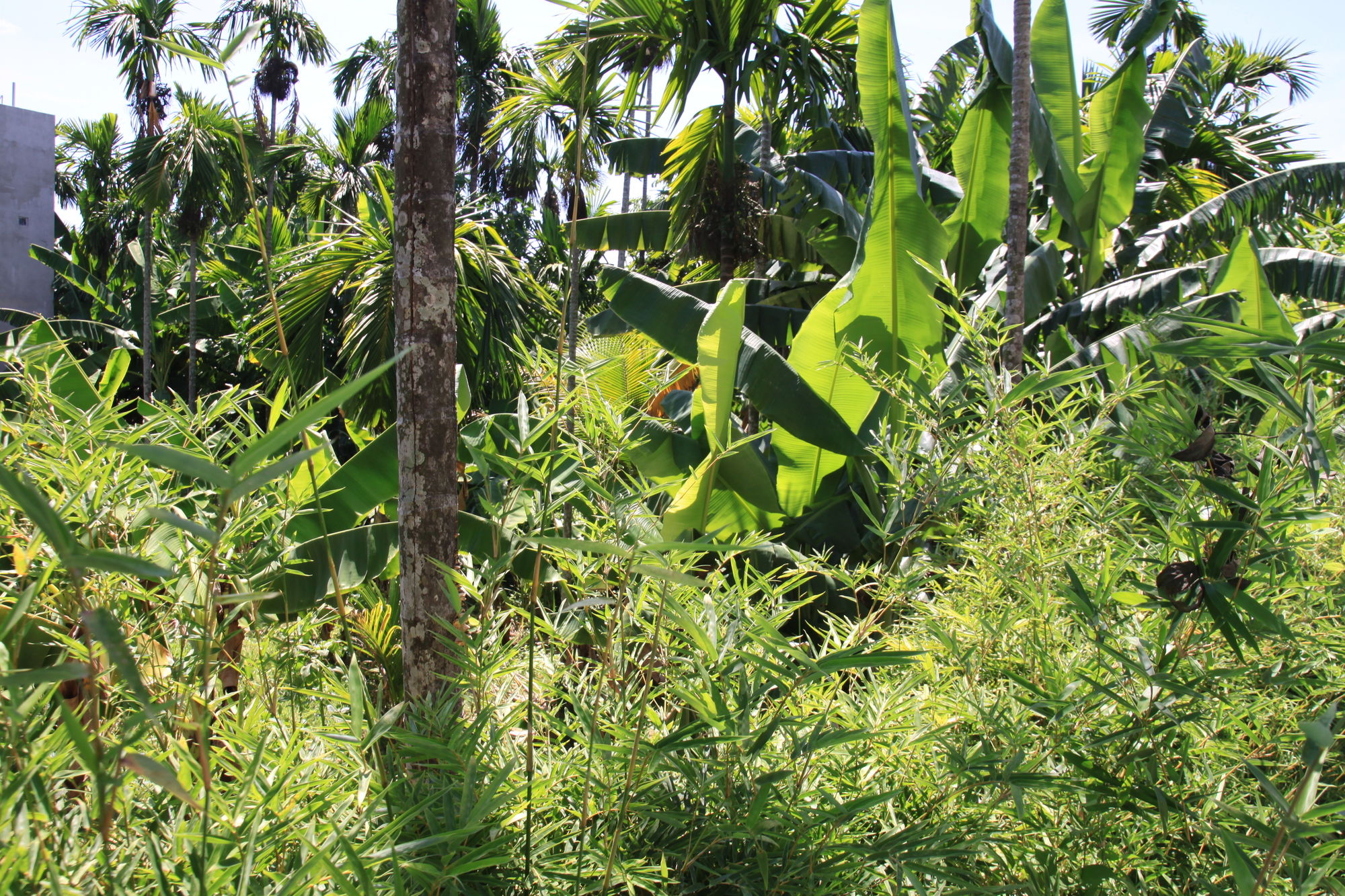 Фото Rural Scene Villa