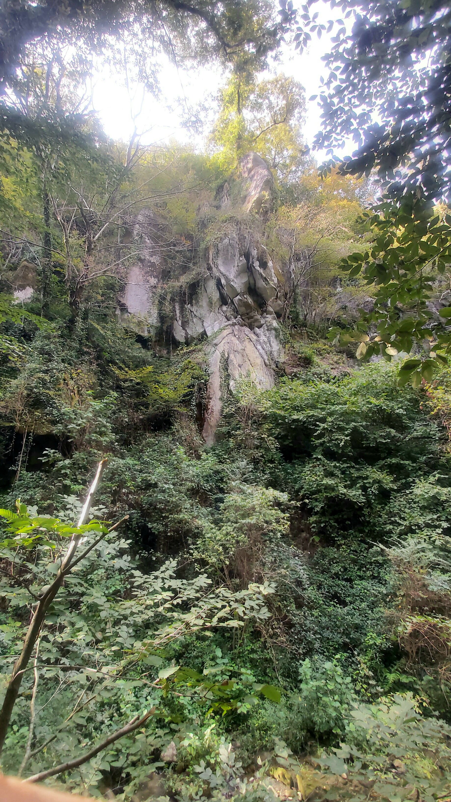 Фото Солоники