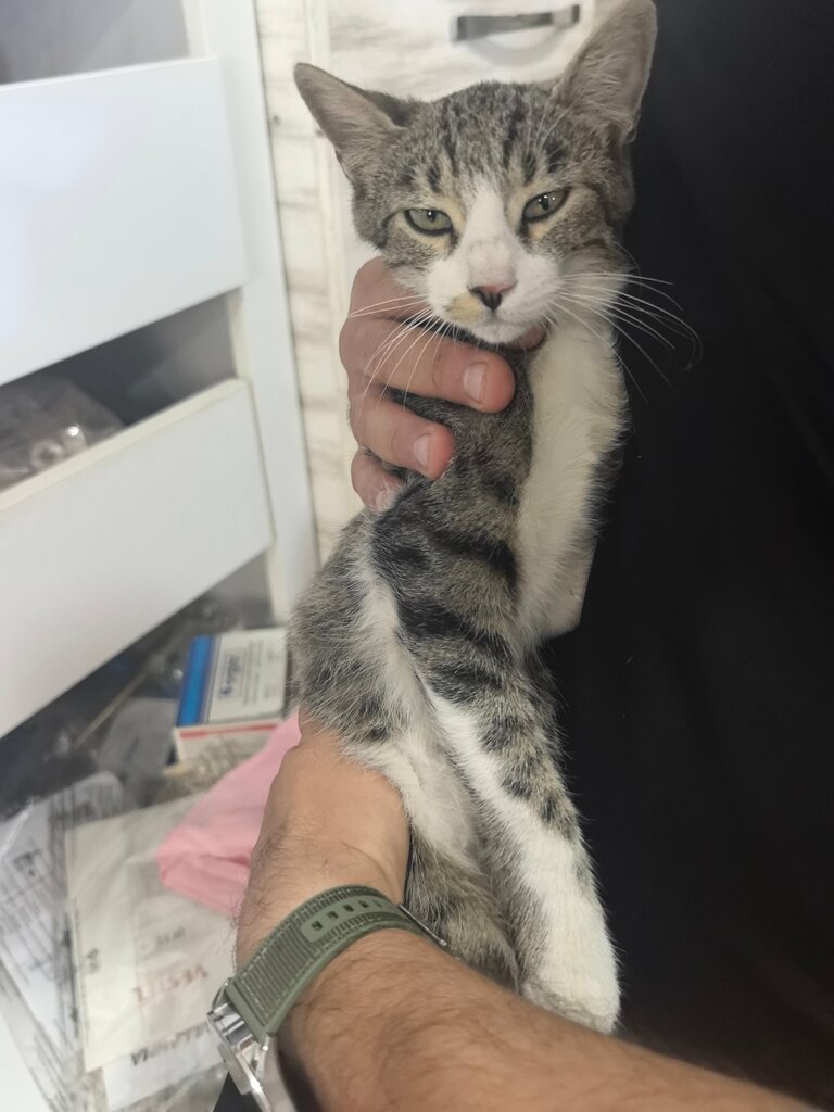 Veterinary clinic Sakura Veterinary Clinic, Saray, photo