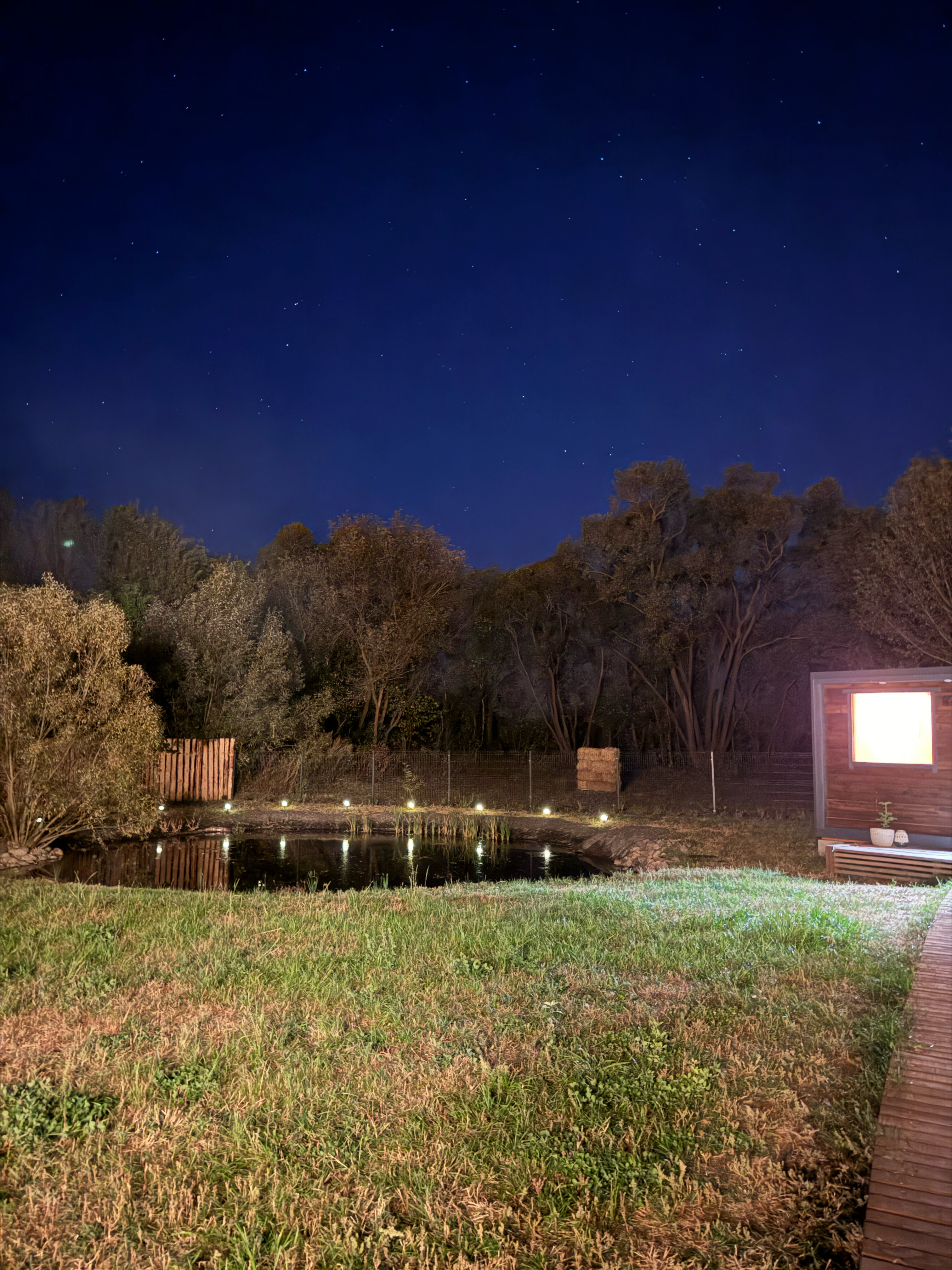 Фото Камыши