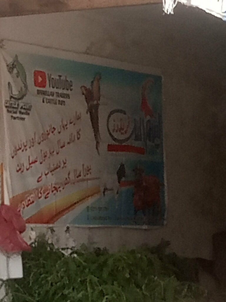 Egg and poultry meat Bismillah traders, Karachi, photo