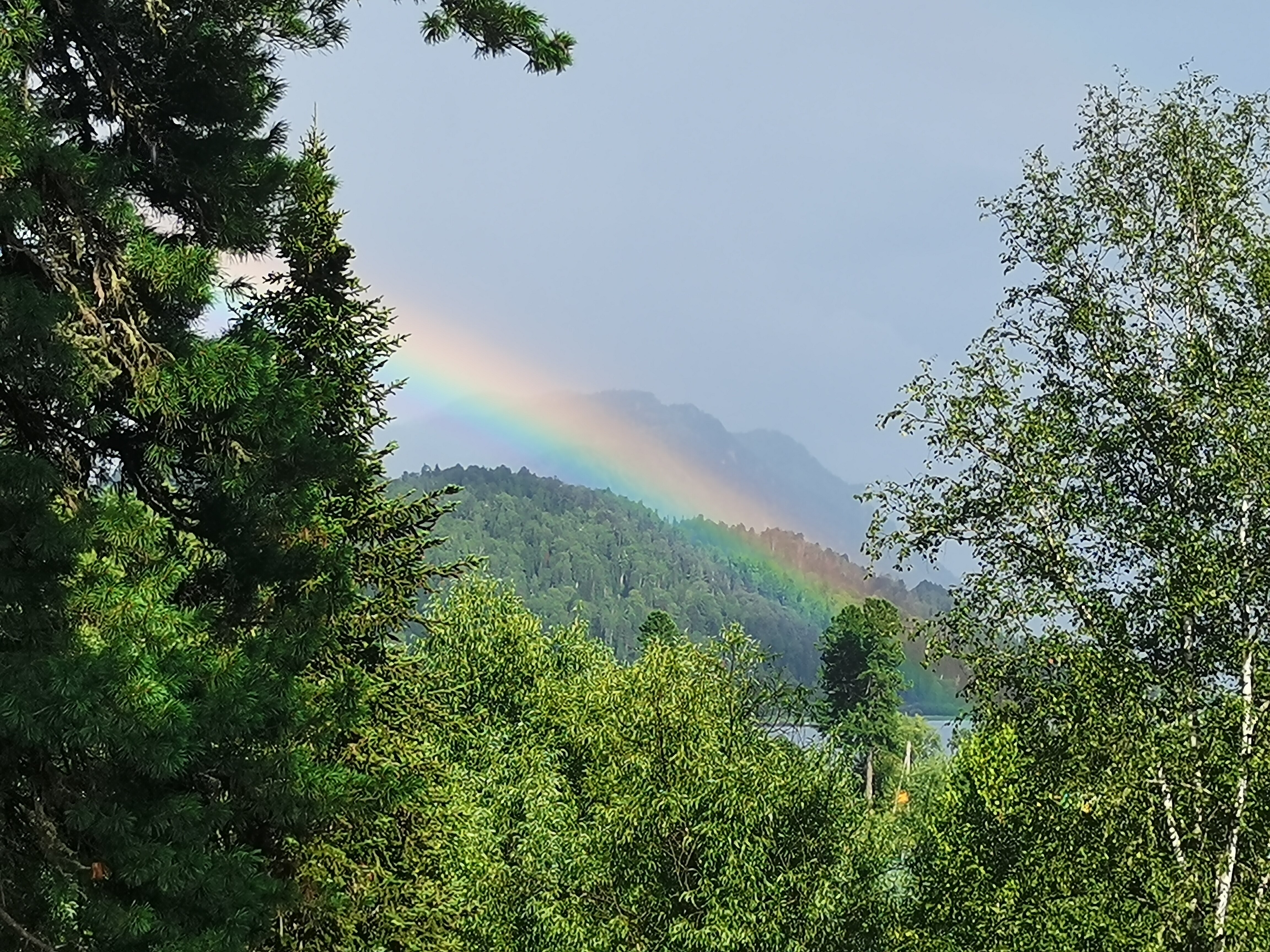 Фото Кедровый берег