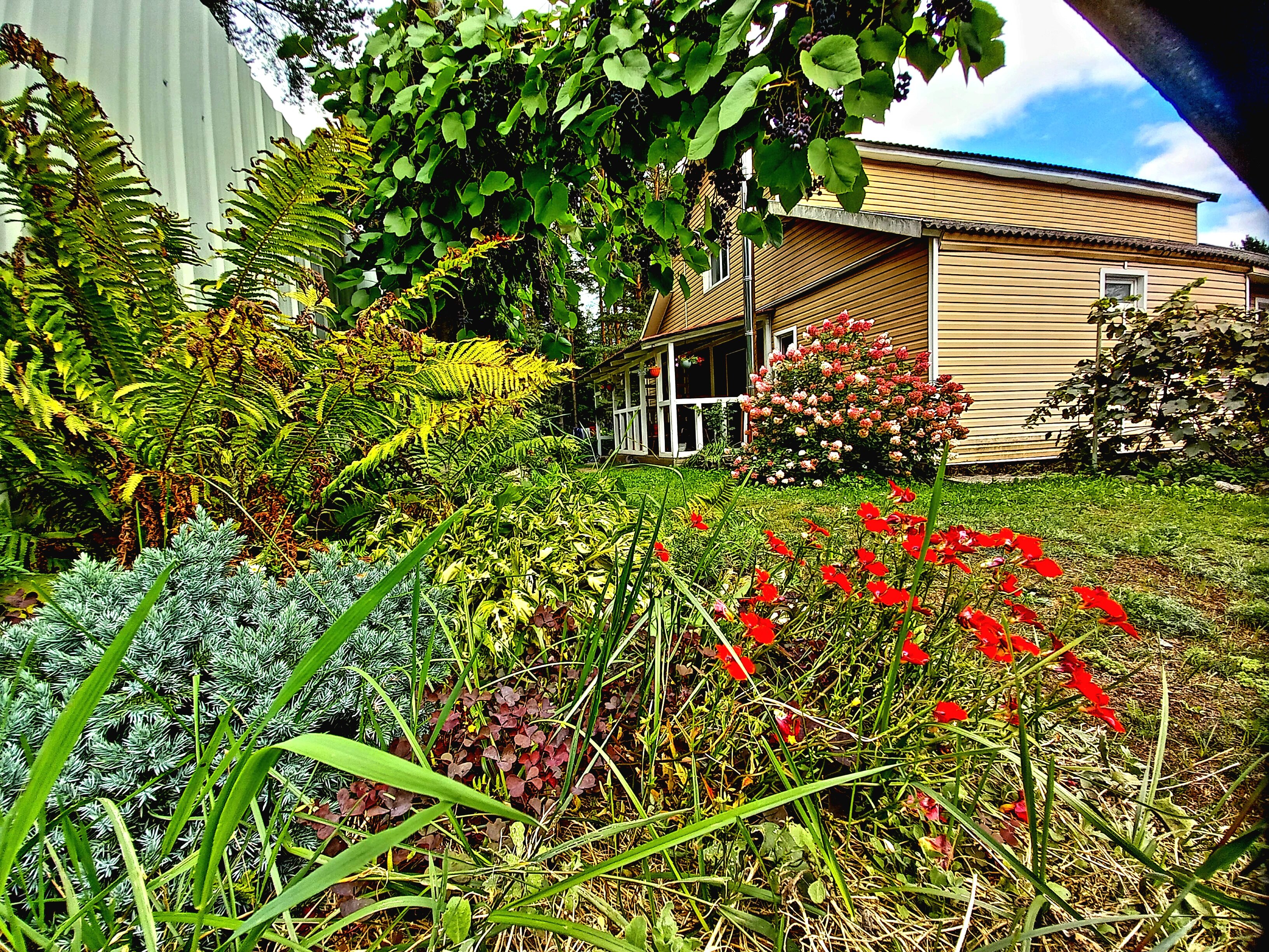 Фото Дом у сосен